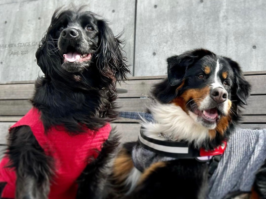 愛犬と一緒に過ごす服
