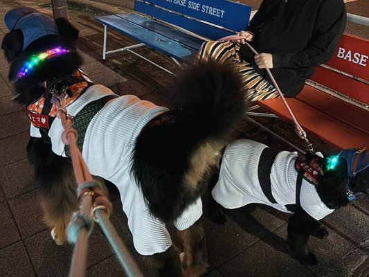 夜の散歩はご注意ください