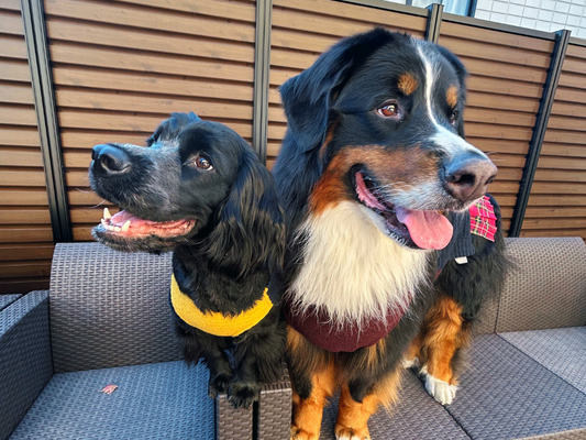なぜ犬に洋服を着せるの?