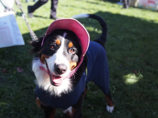モデル犬紹介:ノエルちゃん