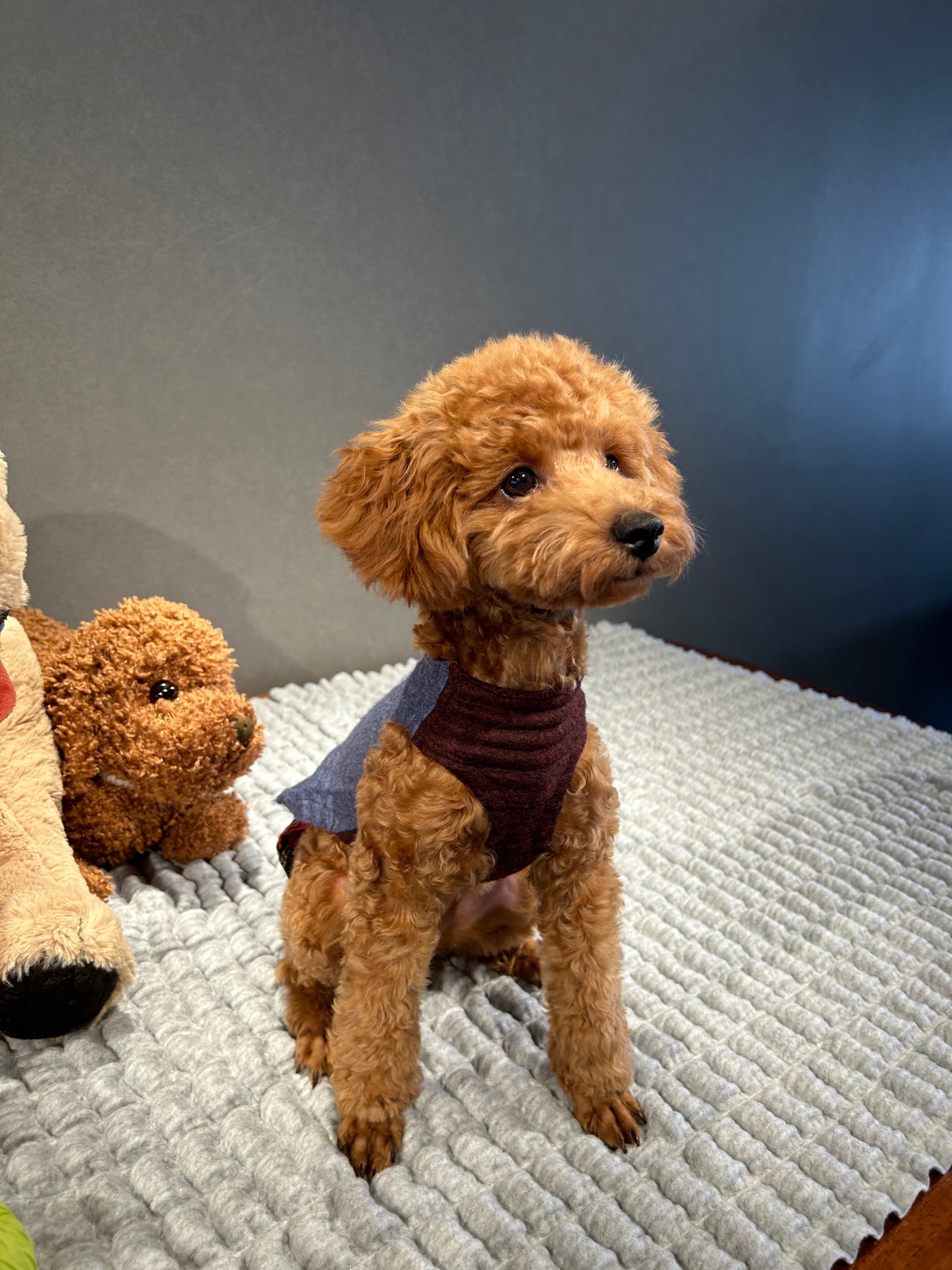 DOG WEAR - 着せ替えプリーツスカート