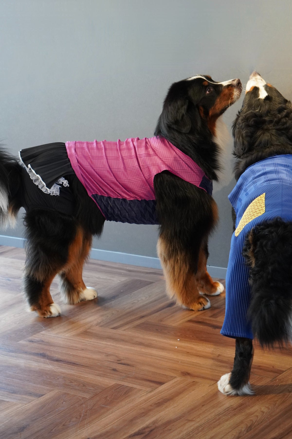 DOG WEAR - プリーツマナーフリルパンツ(女の子)
