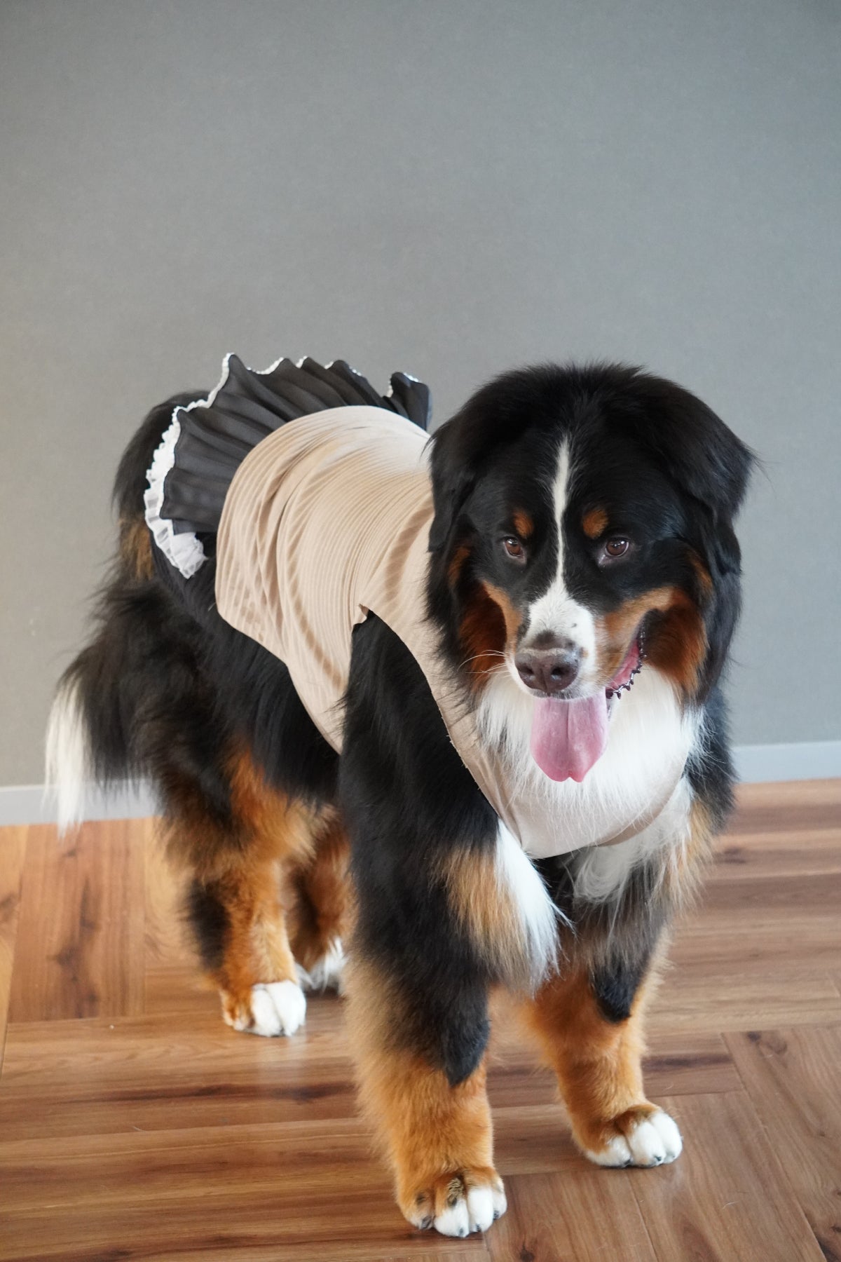 DOG WEAR - プリーツマナーフリルパンツ(女の子)