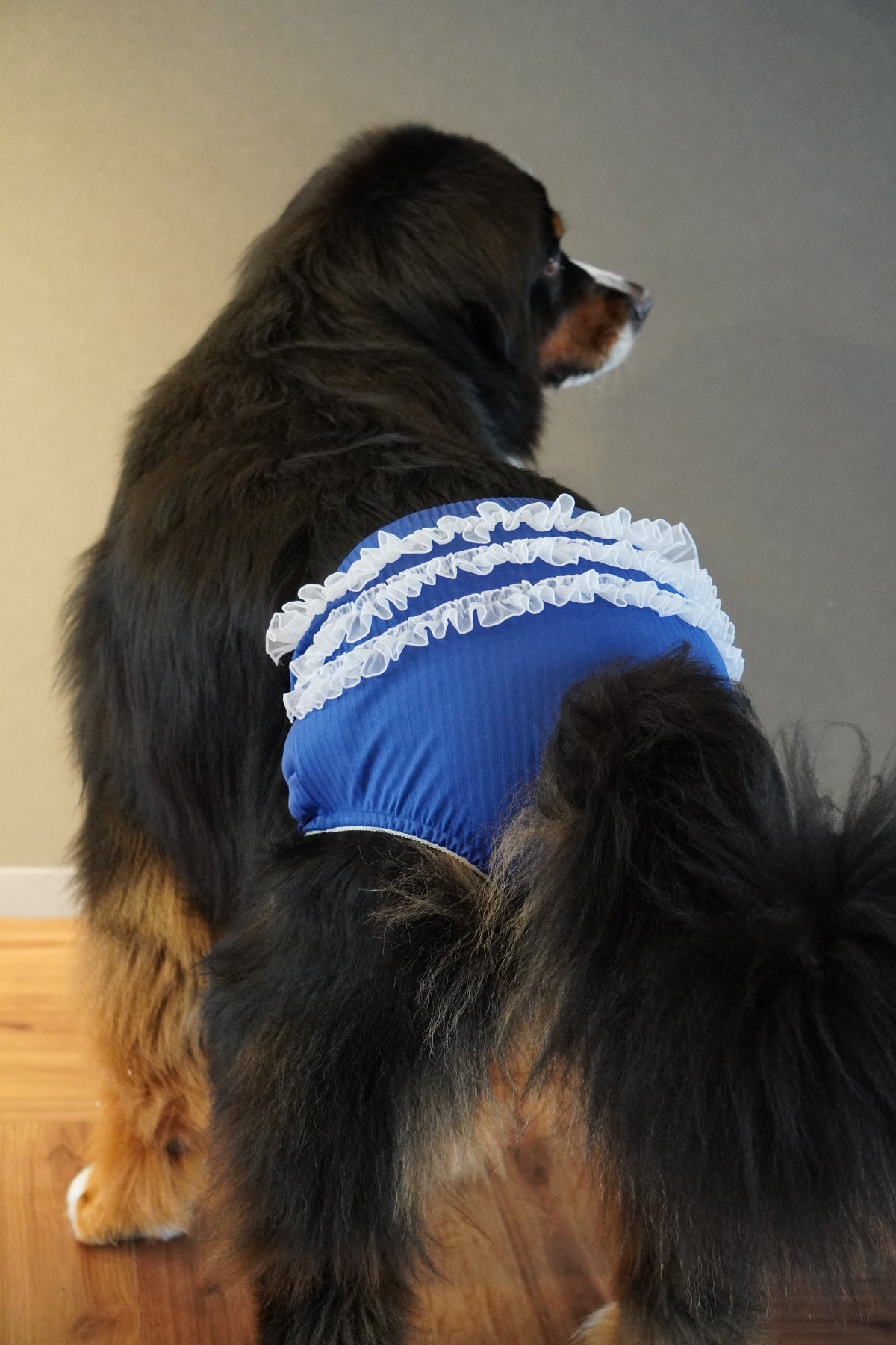 DOG WEAR - プリーツマナーフリルパンツ(女の子)