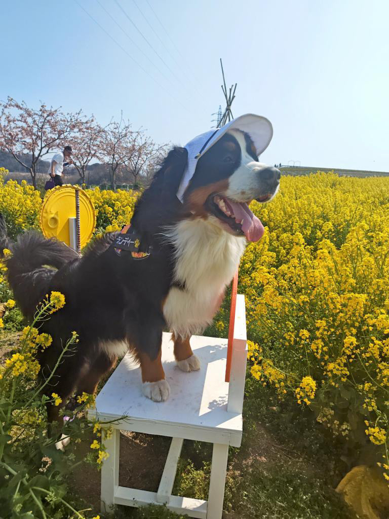 DOG WEAR - プリーツキャップ