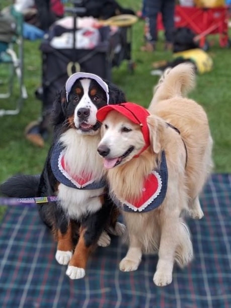 DOG WEAR - プリーツキャップ