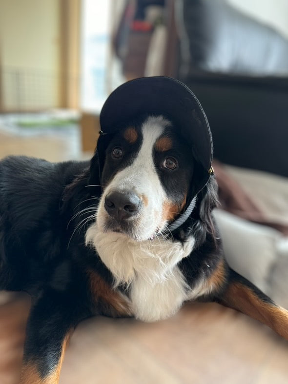 DOG WEAR - プリーツキャップ
