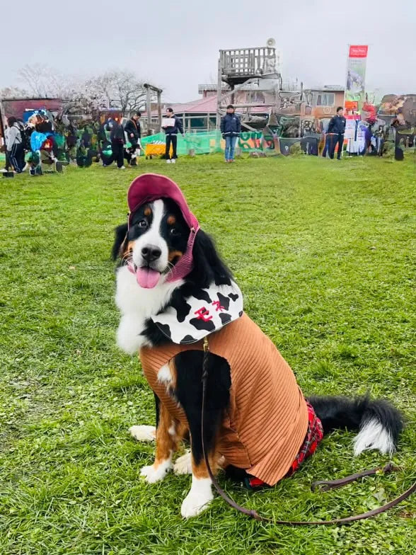 DOG WEAR - プリーツキャップ
