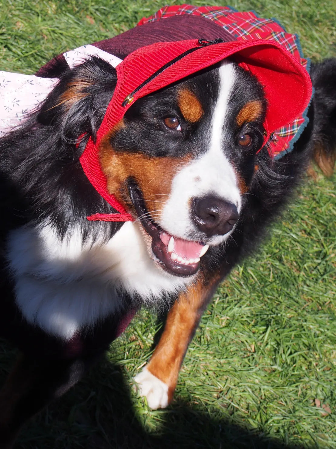DOG WEAR - プリーツキャップ