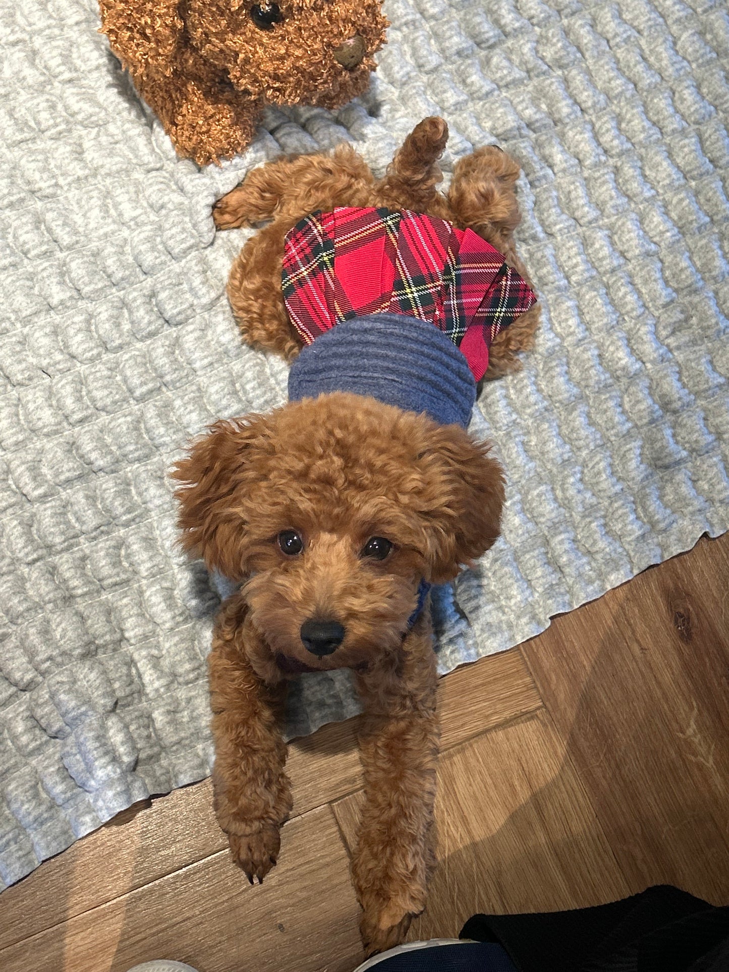 DOG WEAR - モフモフプリーツタンクトップ