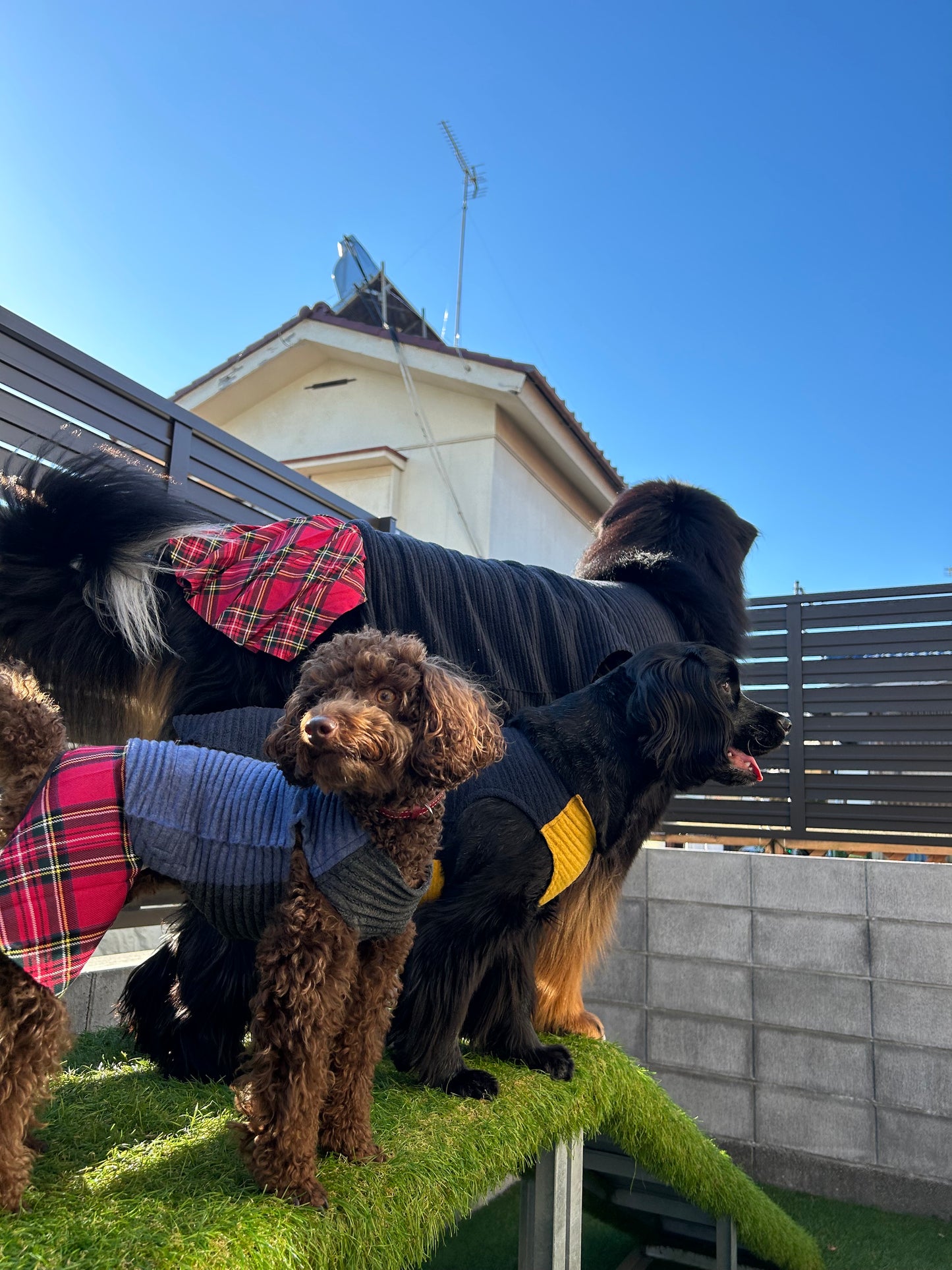 DOG WEAR - モフモフプリーツタンクトップ