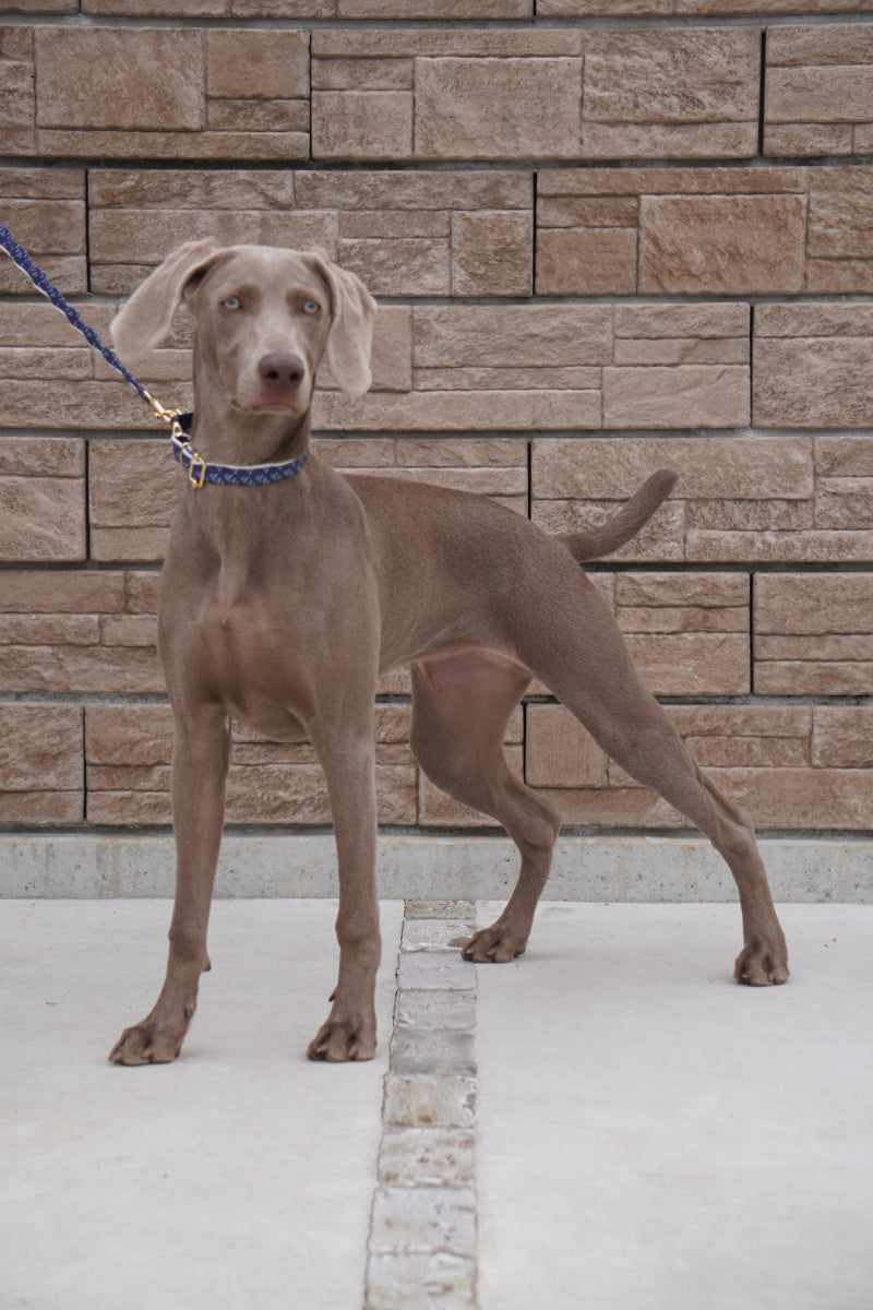 ワンプリーツ dog wear 首輪 カラー 大型犬 小型犬