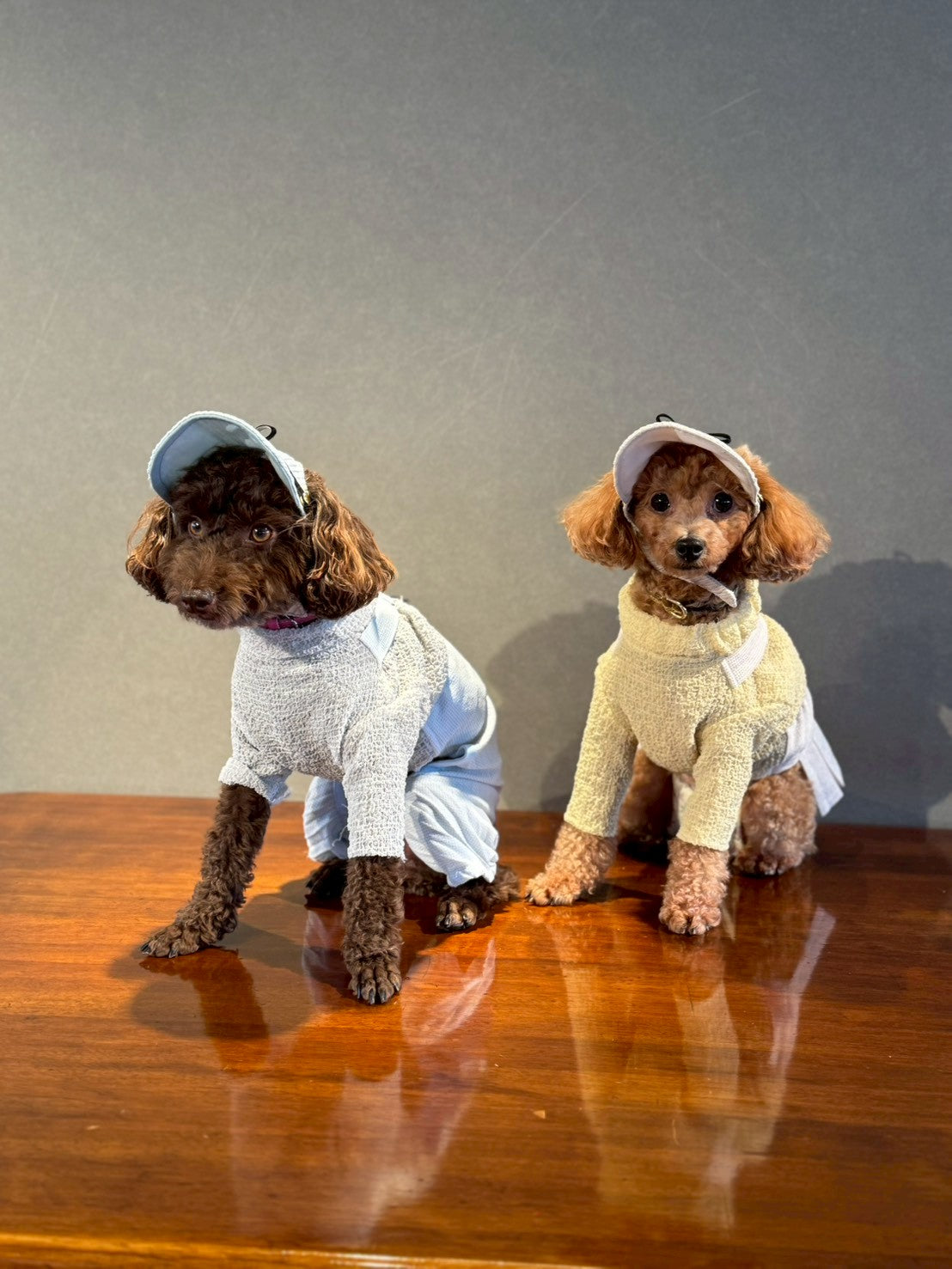 DOG WEAR - プリーツキャップ2