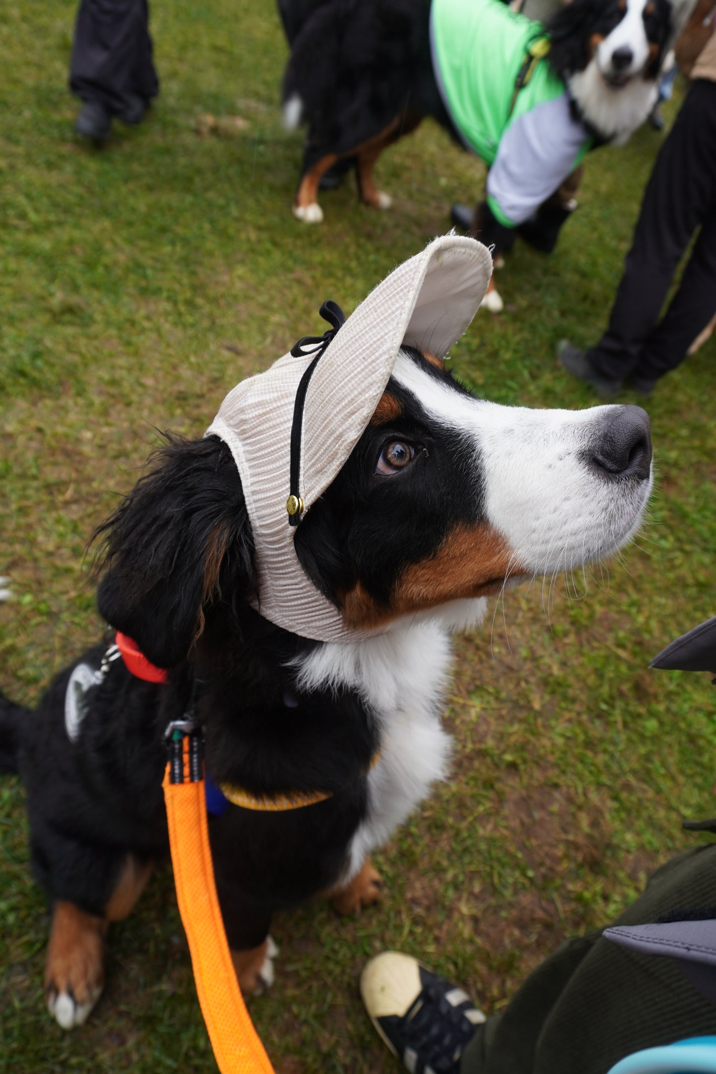 DOG WEAR - プリーツキャップ2