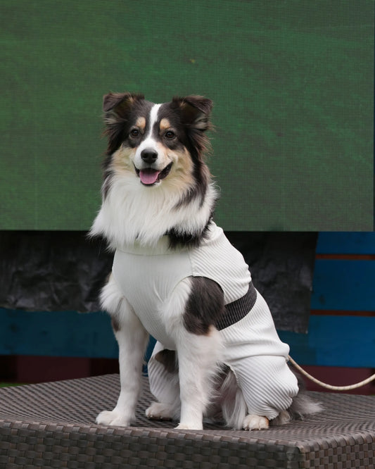 DOG WEAR - メッシュプリーツロンパース2