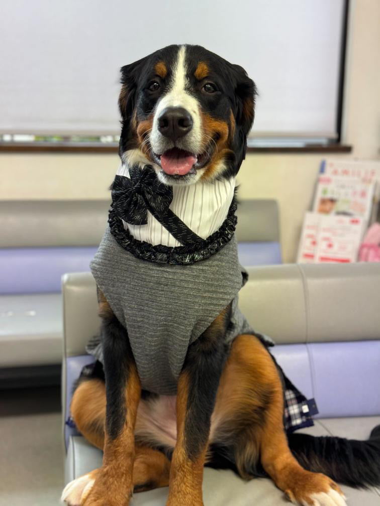 DOG WEAR - リボンスタイ