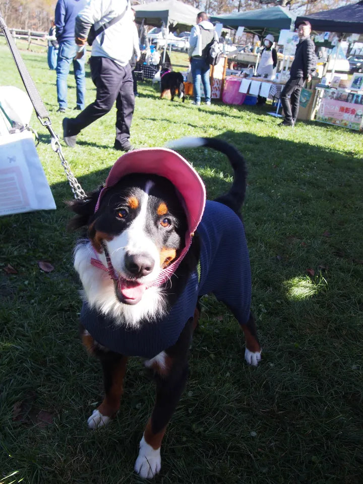 DOG WEAR - プリーツキャップ