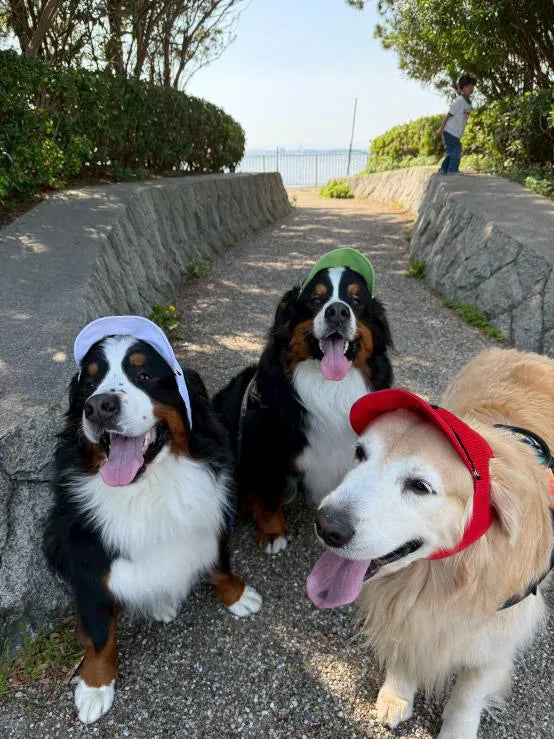 DOG WEAR - プリーツキャップ