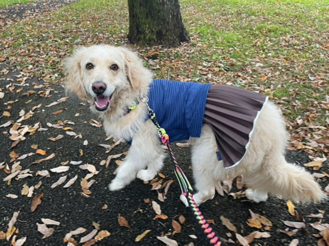 モデル犬紹介：カリンちゃん