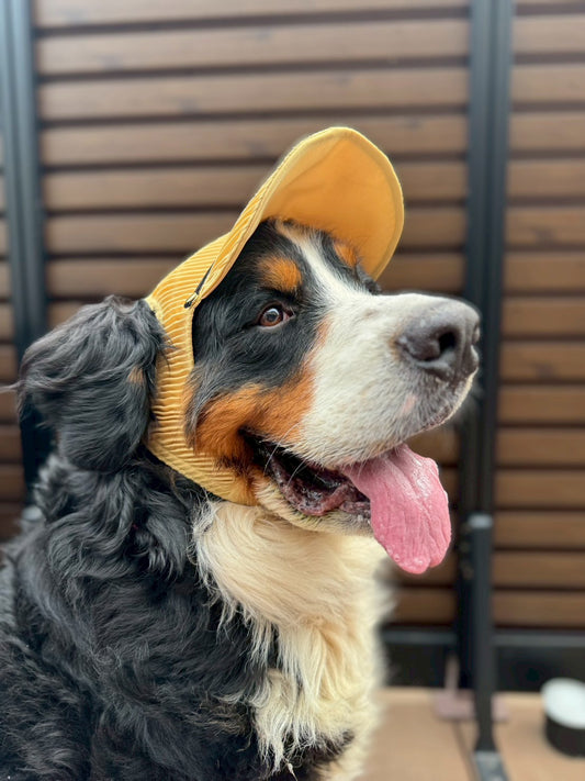 DOG WEAR - プリーツキャップ
