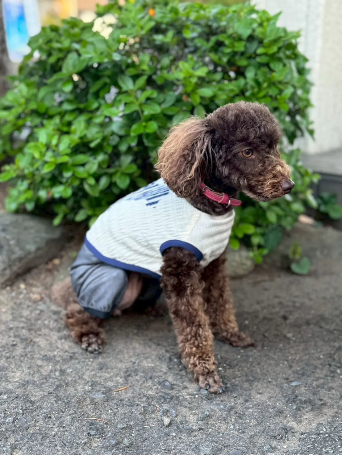 DOG WEAR - マジョリカプリーツオールインワン