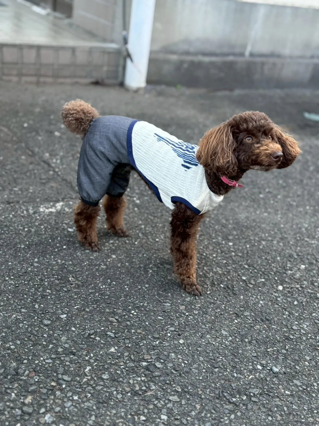 DOG WEAR - マジョリカプリーツオールインワン