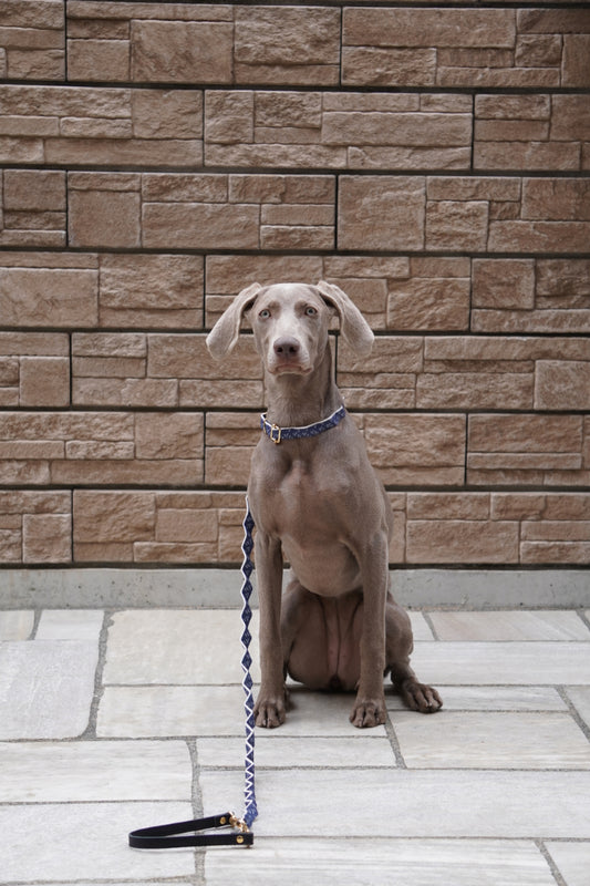 ワンプリーツ dog wear 首輪 カラー リード 大型犬 小型犬
