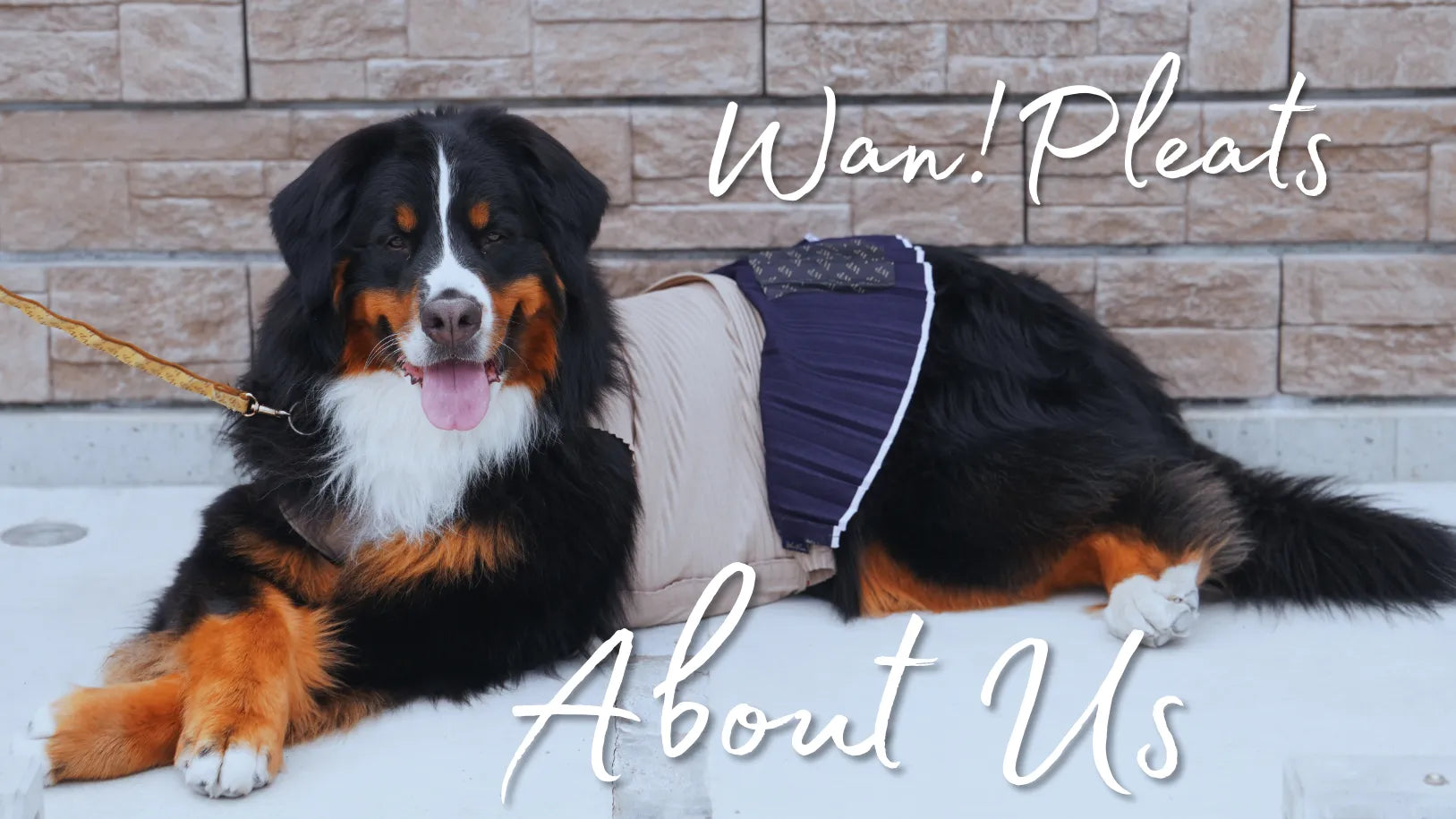 About Us|プリーツ製品専門の縫製工場がプロデュースする犬服・ドッグ About Us|プリーツ製品専門の縫製工場がプロデュースする犬服・ドッグ