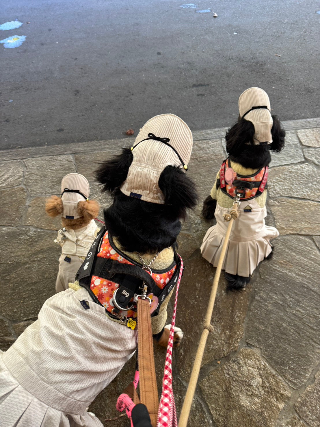 DOG WEAR - プリーツキャップ2