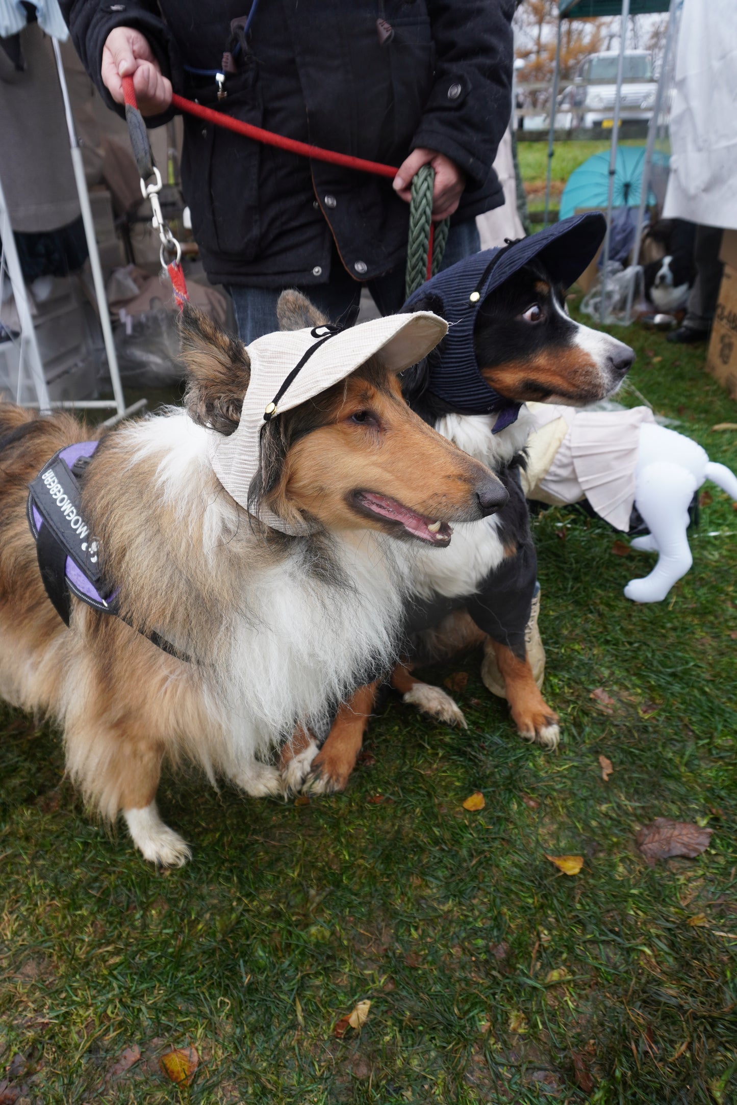 DOG WEAR - プリーツキャップ2