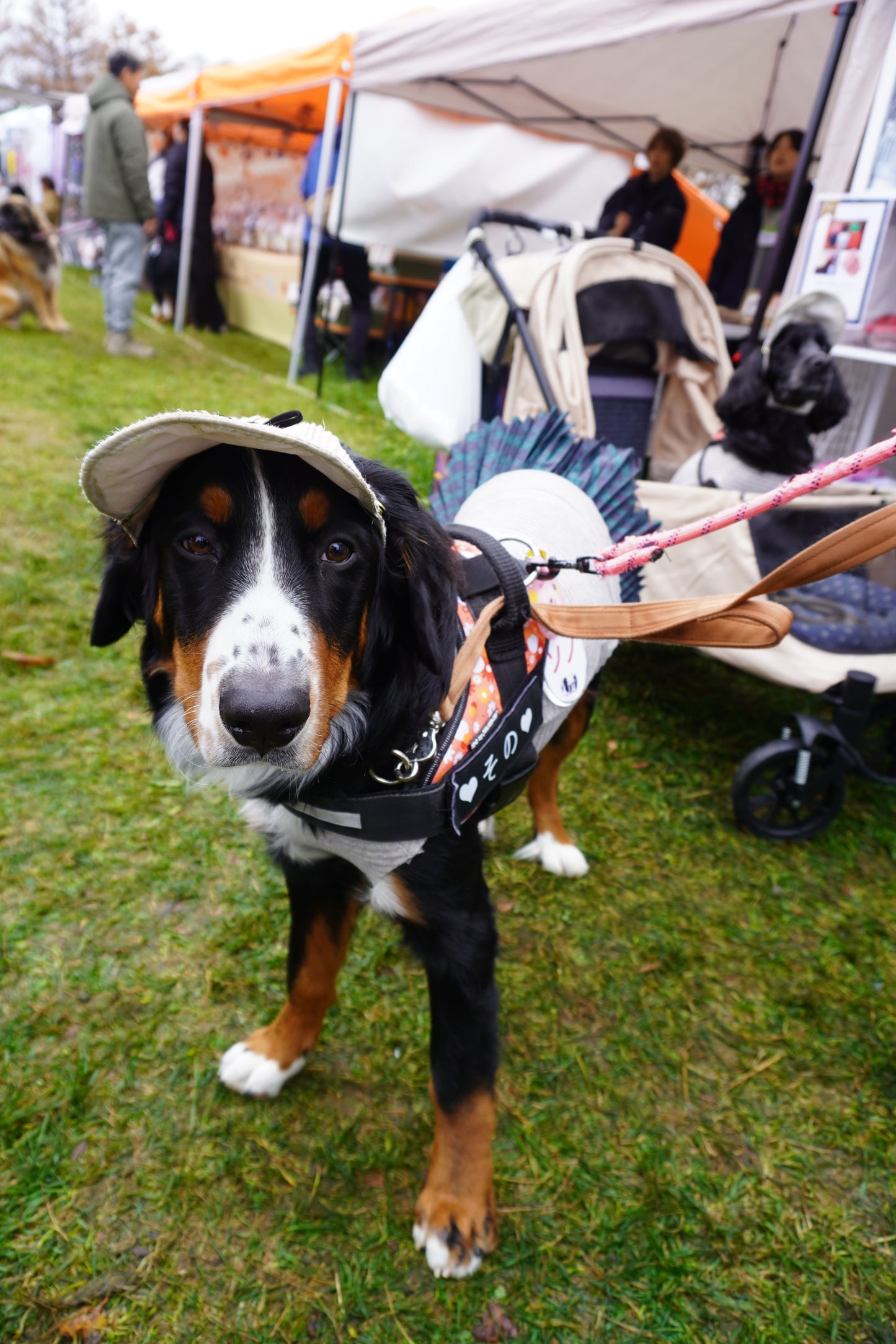 DOG WEAR - プリーツキャップ2