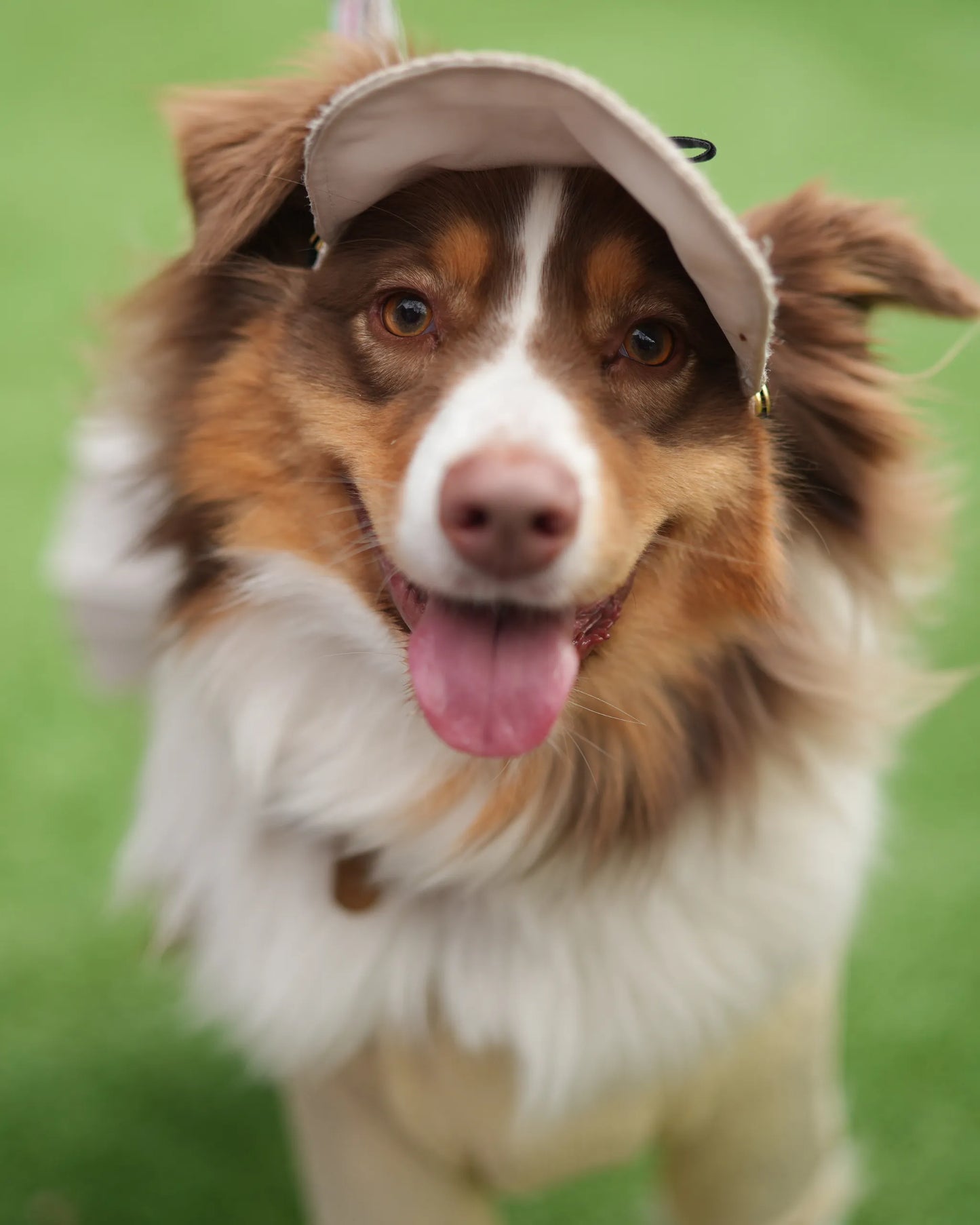 DOG WEAR - プリーツキャップ2