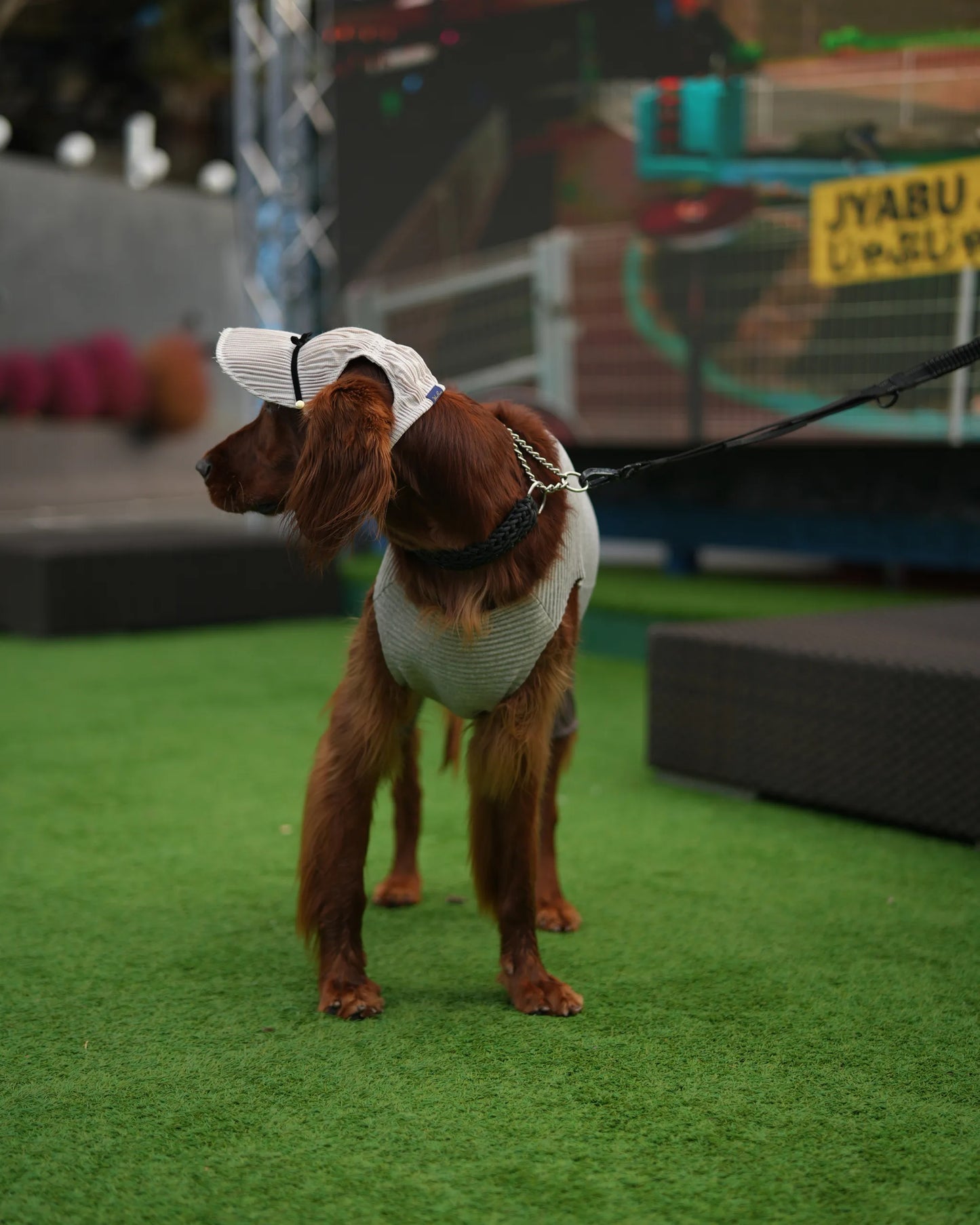 DOG WEAR - プリーツキャップ2