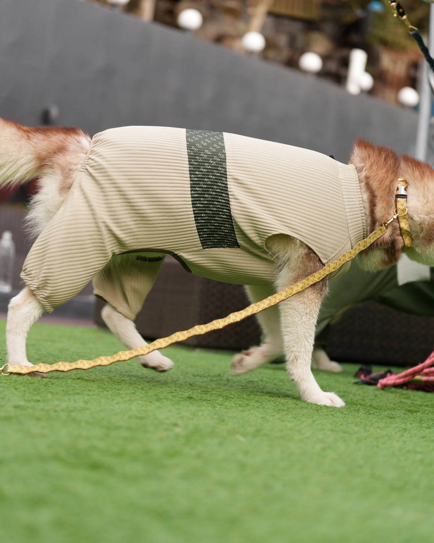 DOG WEAR - メッシュプリーツロンパース2