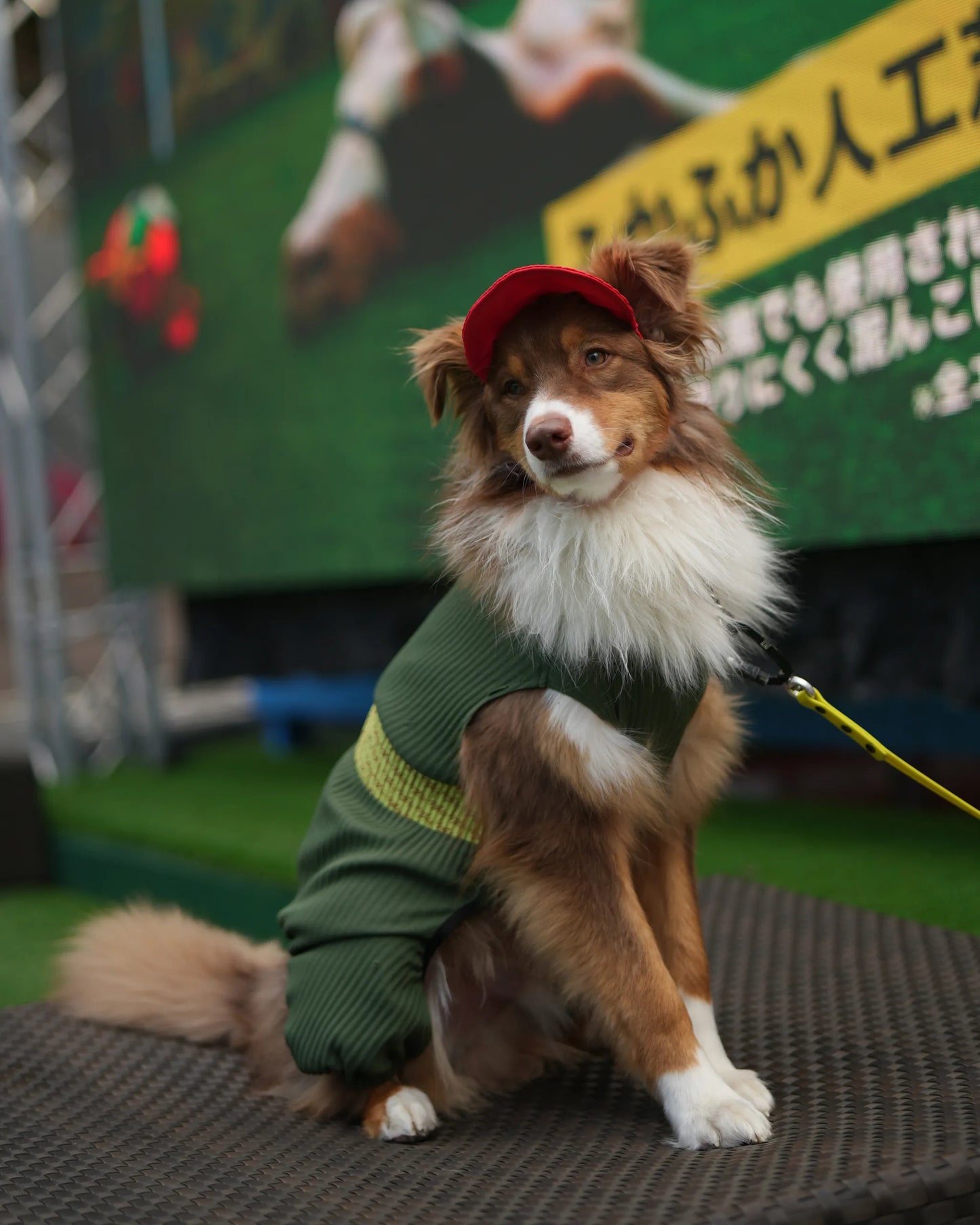 DOG WEAR - メッシュプリーツロンパース2