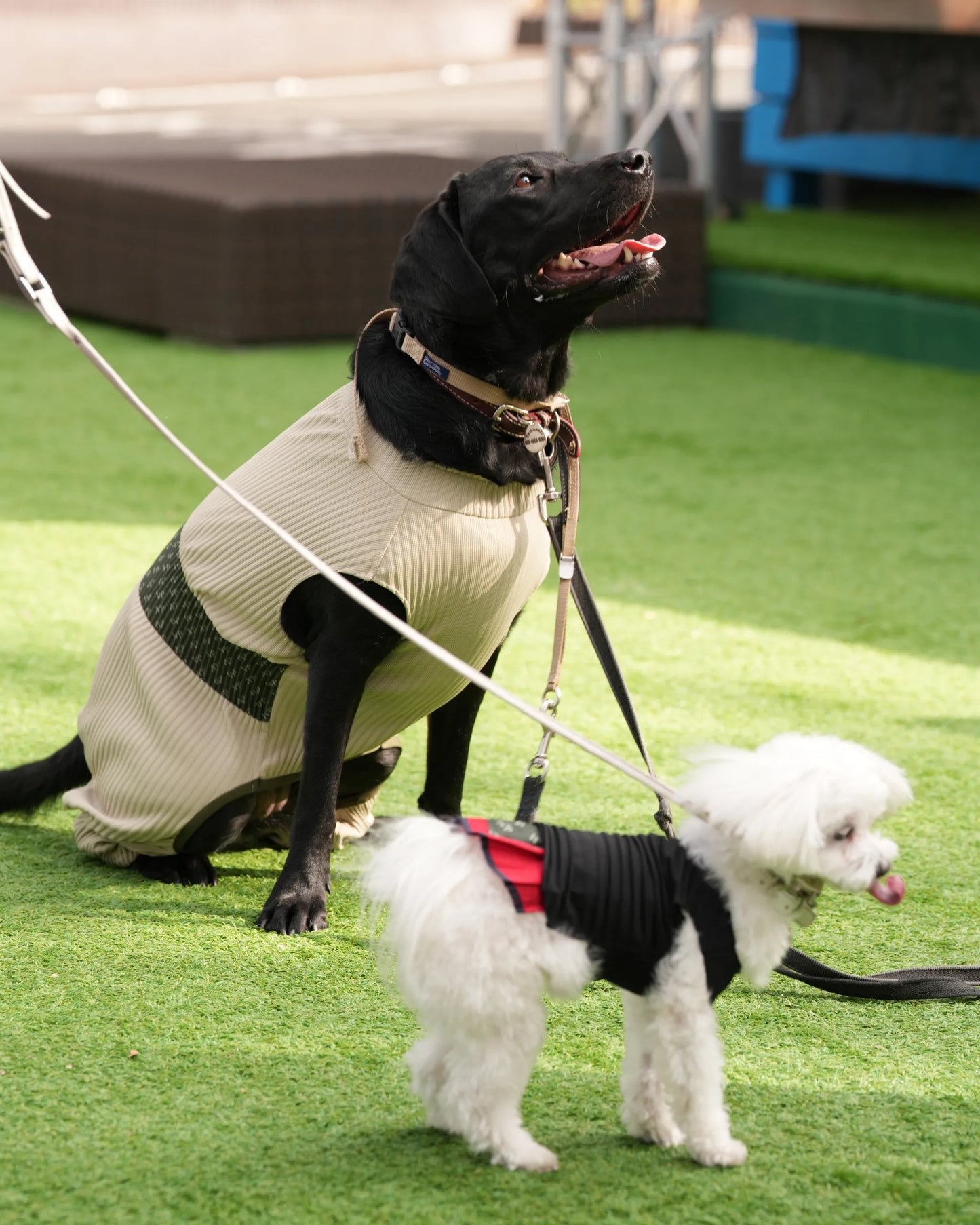 DOG WEAR - メッシュプリーツロンパース2