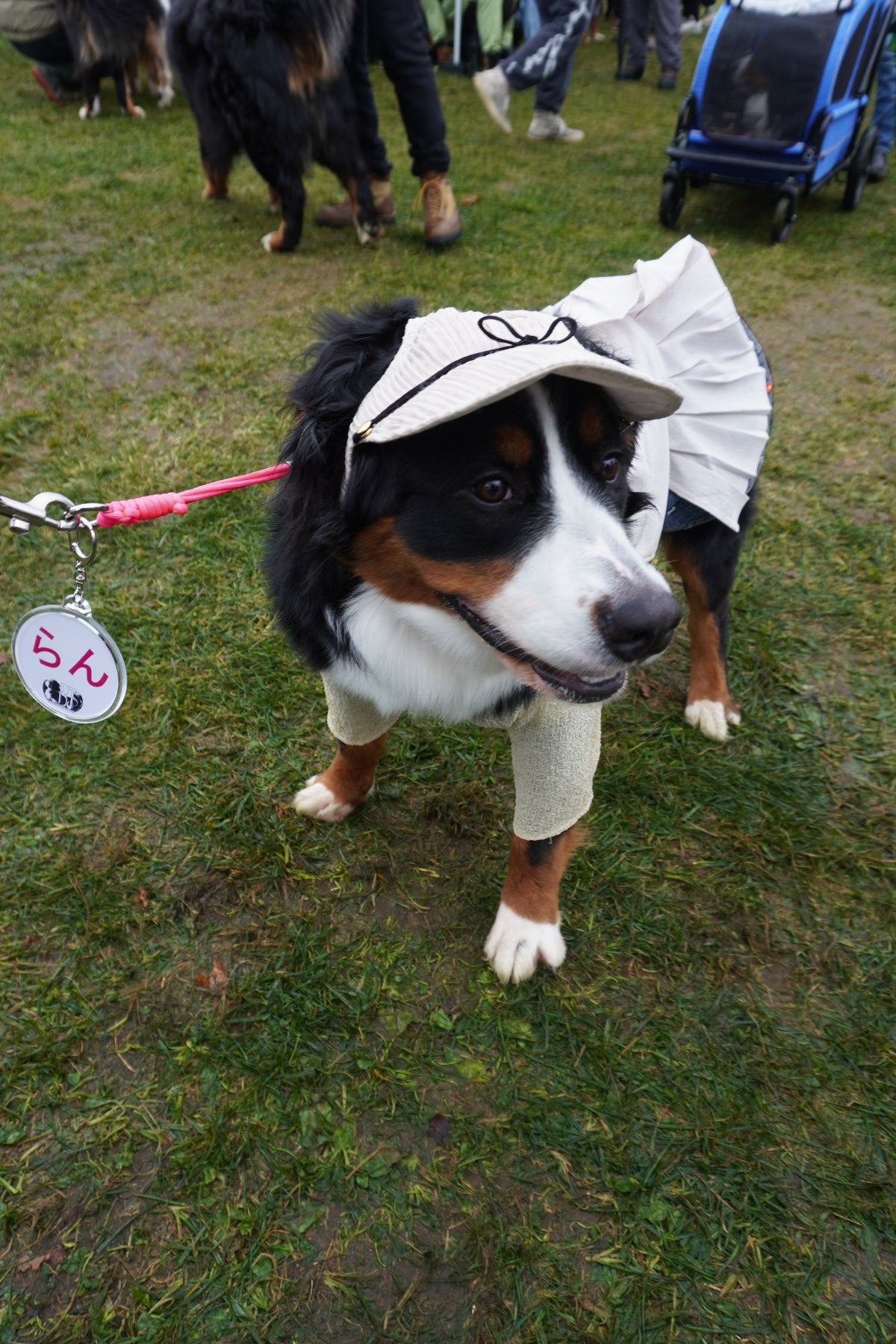 DOG WEAR - プリーツサロペットスカート