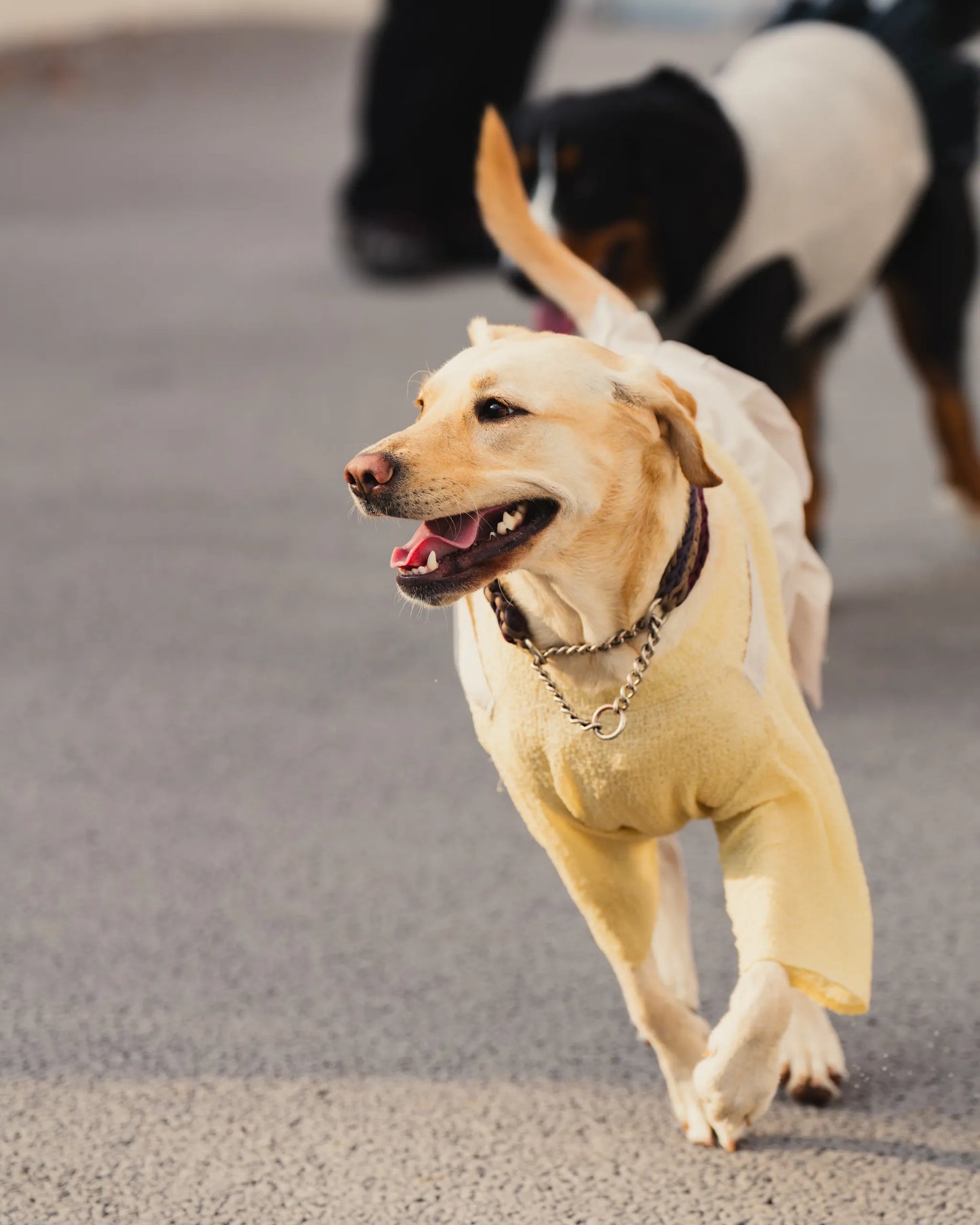 DOG WEAR - プリーツサロペットスカート