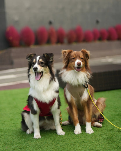 オゥシーMサイズ。麻調の生地を使用した、ナチュラルな風合いのタンクトップです。犬服/ドッグウェアブランドWan!Pleats(ワンプリーツ)
