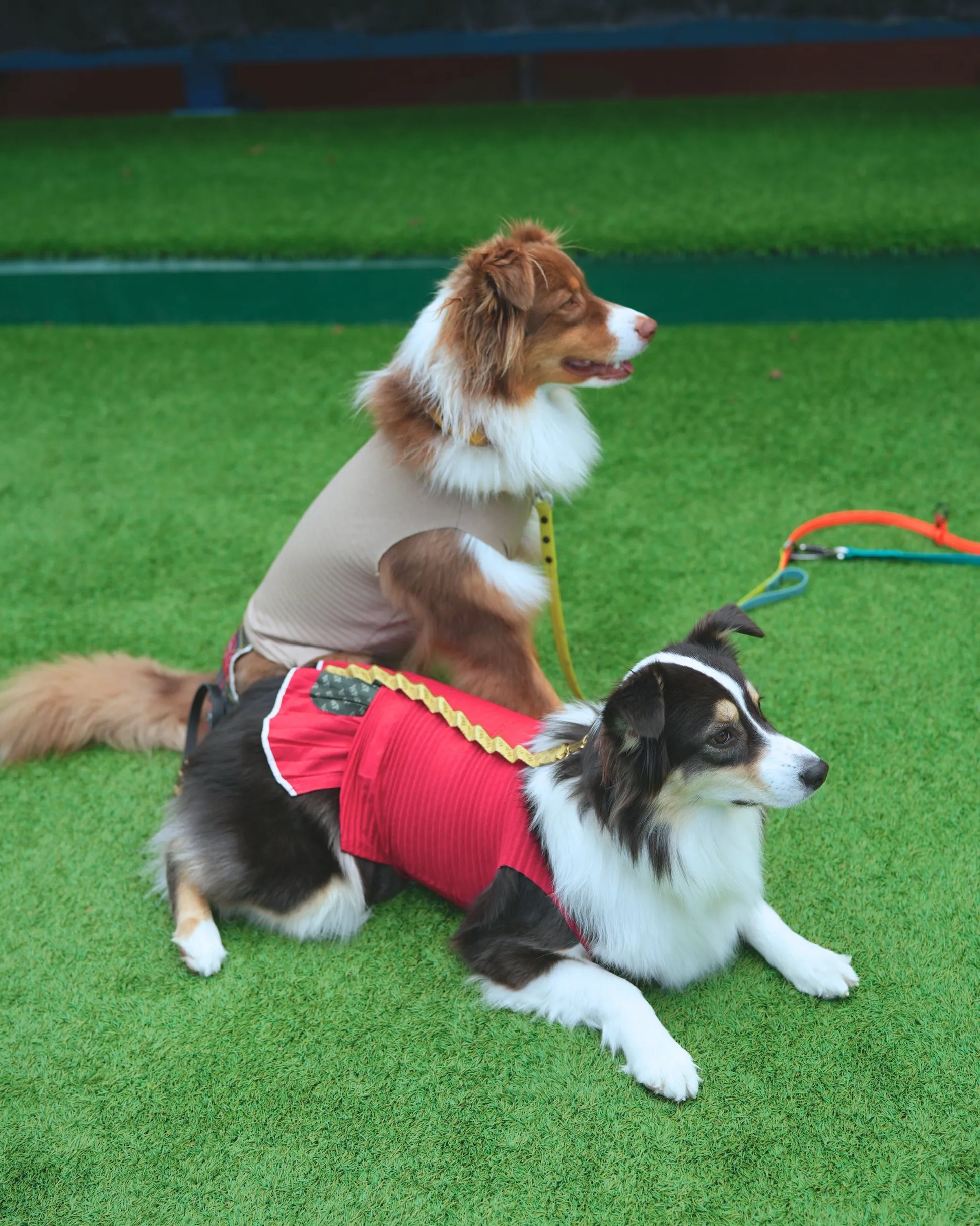 犬服 ドッグウェア リネン風プリーツタンクトップ dog wear – Wan