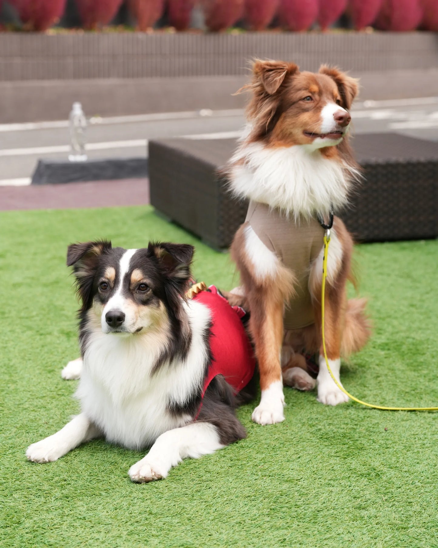 DOG WEAR - リネン風プリーツタンクトップ