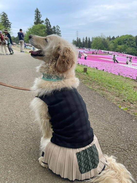 ゴールデンドゥードル Wan!Pleats ワンプリーツ モデル犬