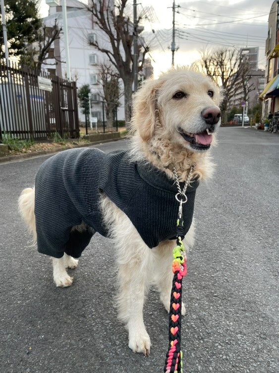 ゴールデンドゥードル Wan!Pleats ワンプリーツ モデル犬
