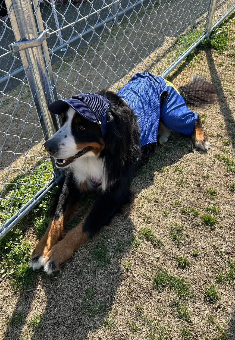 バーニーズマウンテンドック 超大型犬の服 Wan!Pleats ワンプリーツ  超大型犬の帽子