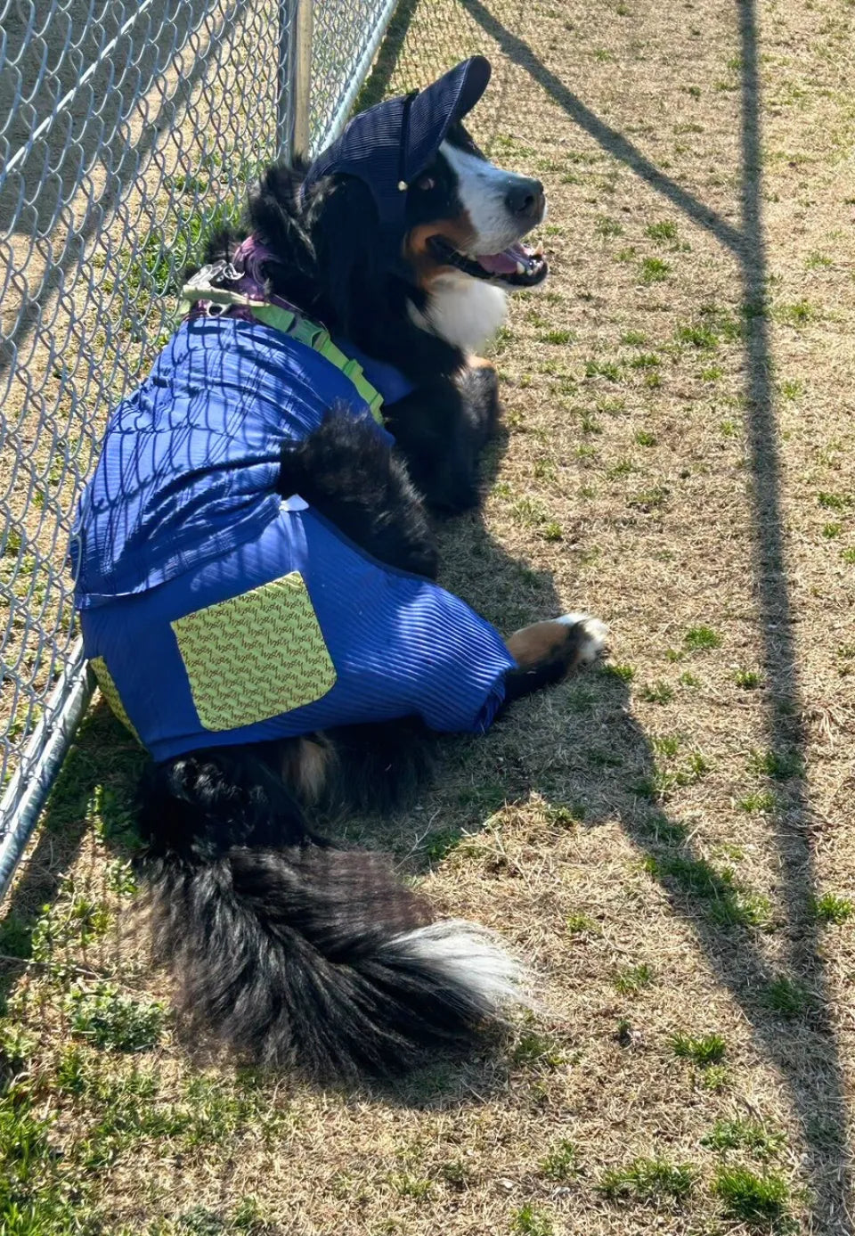 バーニーズマウンテンドック 超大型犬の服 Wan!Pleats ワンプリーツ  超大型犬の帽子