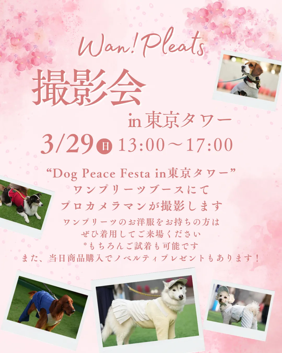 【応募券】2026/3/29 撮影会＠Dog Peace Festa in 東京タワー