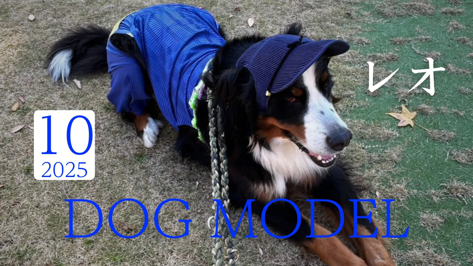 バーニーズマウンテンドック 超大型犬の服 Wan!Pleats ワンプリーツ  超大型犬の帽子 マナーベルト