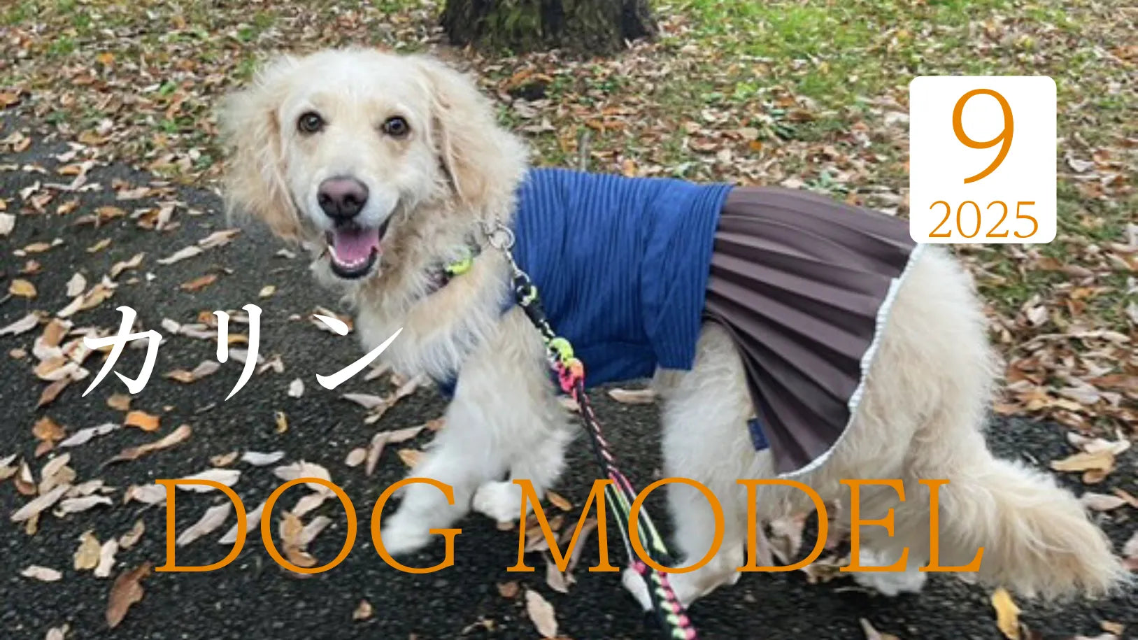 ゴールデンドゥードル Wan!Pleats ワンプリーツ モデル犬