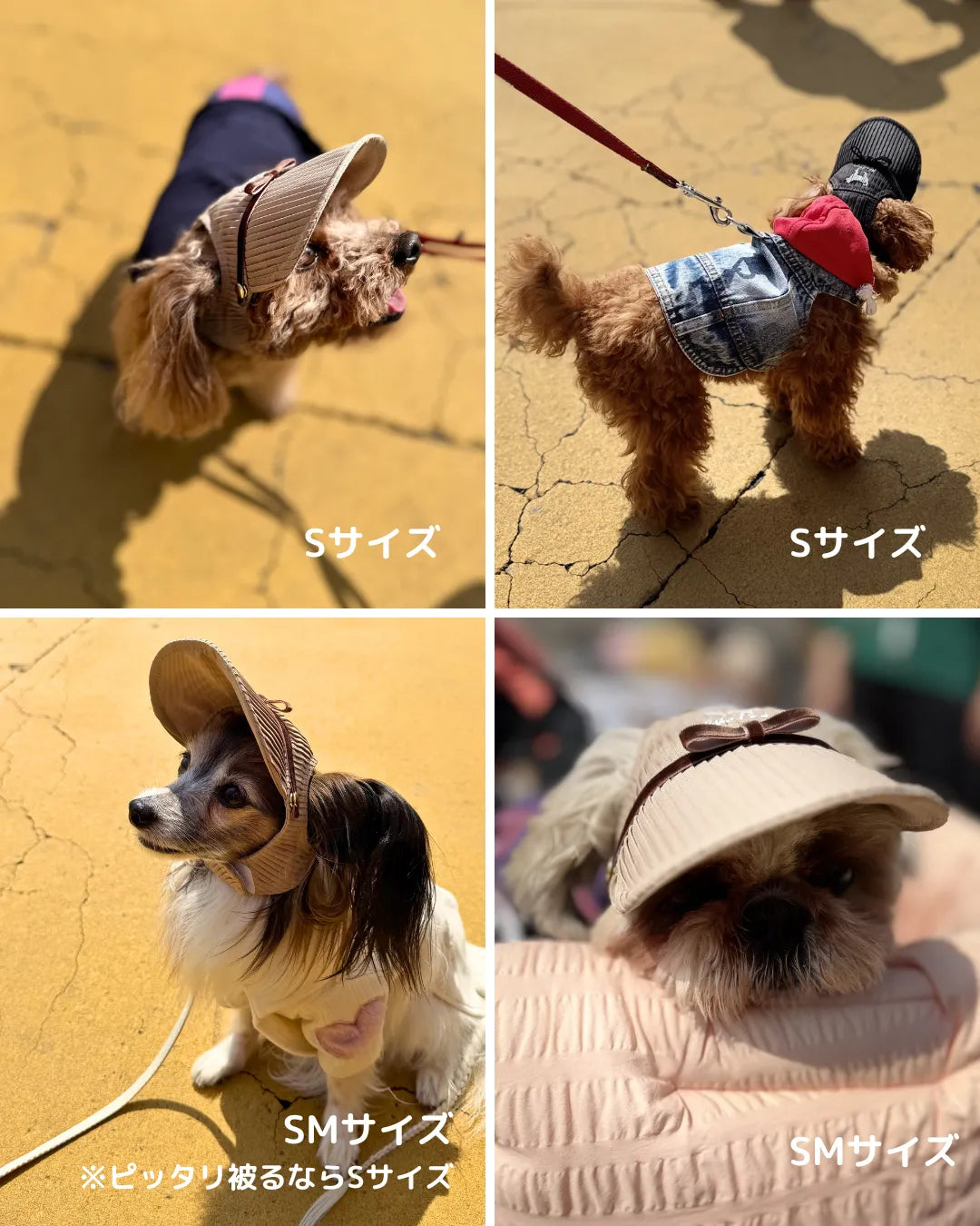 Wan!Pleatsプリーツキャップ3ベージュや黒を着用した小型犬の写真