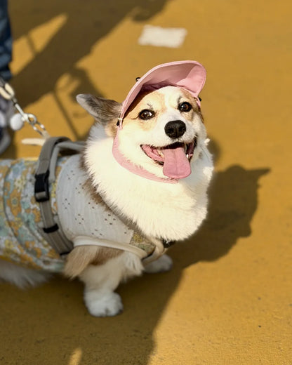 紫外線対策に優れた犬用帽子「プリーツキャップ3」のピンクMサイズを着用したコーギーの写真
